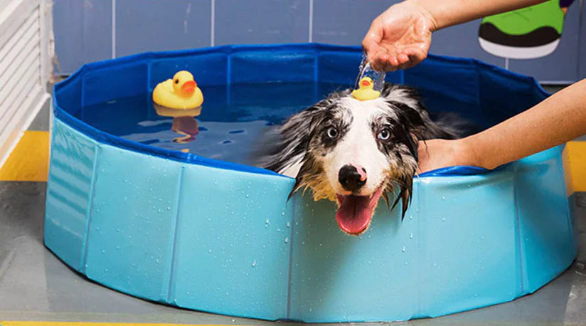 Pet Supplies, Foldable Swimming Pool